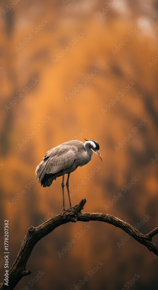 Naklejka premium Slender wading bird perches delicately upon a curved, bare tree branch against a warm, muted background