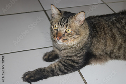 Curious Tabby Cat Looking Sideways on Floor