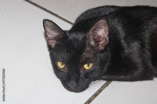 Intense Golden Eyes of a Resting Black Cat
