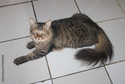 Fluffy Striped Tabby Cat Lying on White Floor