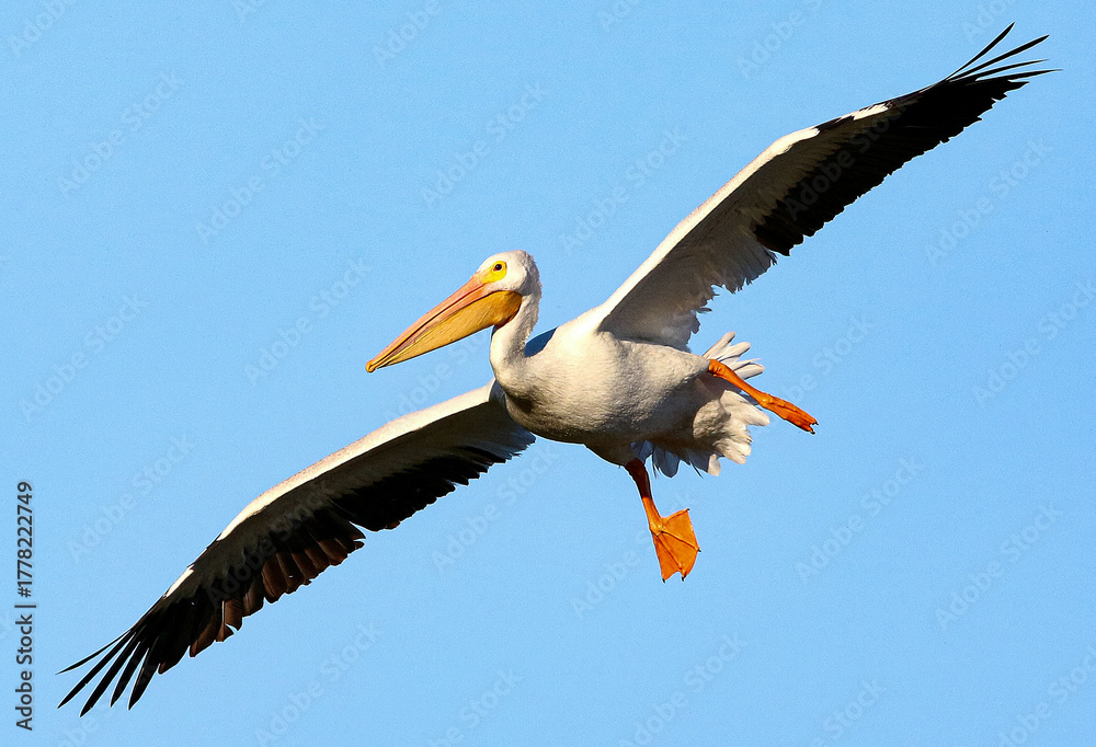 Obraz premium American White Pelican in Flight 