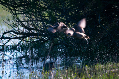Silver teal ducks flying on the water