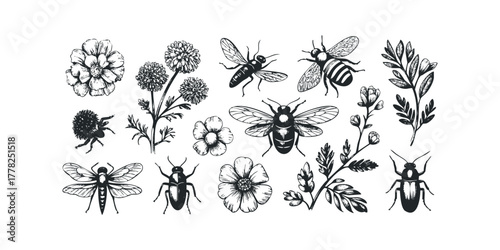 Sketch Collection of Insects and Floral Elements