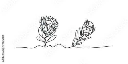 Two Protea flowers with leaves drawn with single continuous line
