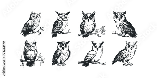 Collection of Eight Detailed Owl Illustrations on White