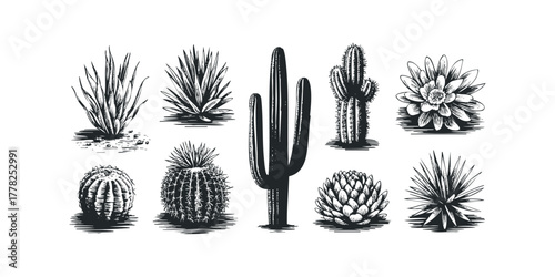 Collection of Desert Plant Illustrations