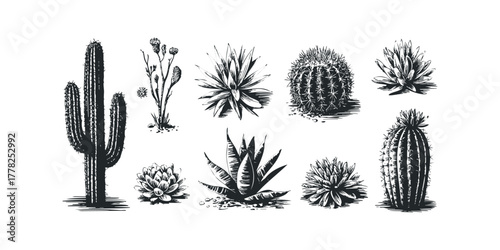 Collection of diverse cactus and succulent plants