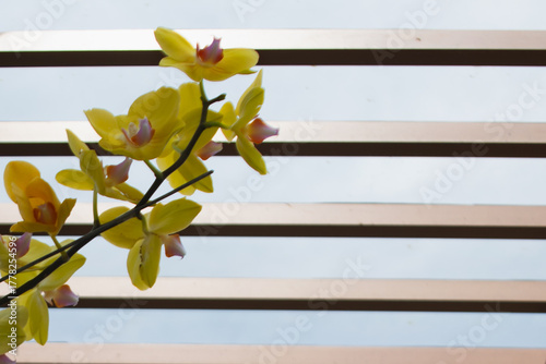 Bright yellow orchid flowers