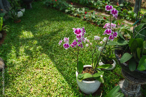 Purple Phalaenopsis amabilis orchid flower
