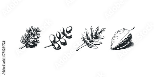 Botanical Study Collection of Twigs and Leaf