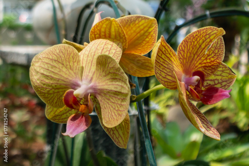 Bright yellow orchid flowers