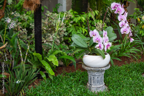 Purple orchid plant in a pot