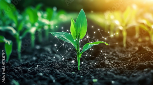 Maize seedling in cultivated agricultural field with graphic concepts modern agricultural technology