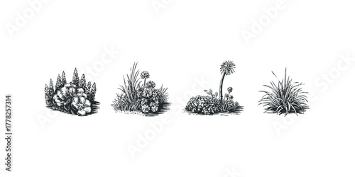 Botanical illustrations of various plant groupings