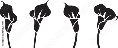 Calla lily flower set floral silhouettes illustration design art decoration natural botany botanical elegant zantedeschia nature element