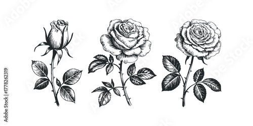 Three detailed line drawings of roses with leaves on a white background