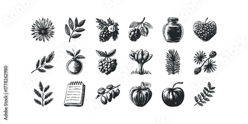 Collection of Hand Drawn Botanicals and Fruit Icons