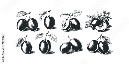 Plum Fruit Illustrations With Leaves