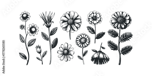 Collection of Black and White Floral Line Drawings