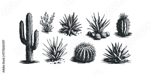Variety of Cacti and Succulents in Sketch Style