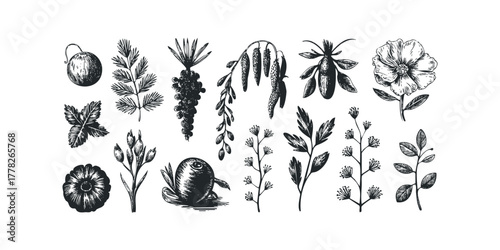 Collection of Hand Drawn Botanical Elements and Fruits