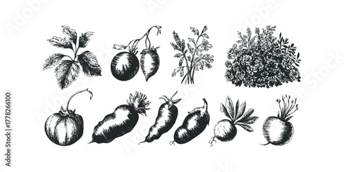 Hand-drawn assortment of vegetables and leafy greens