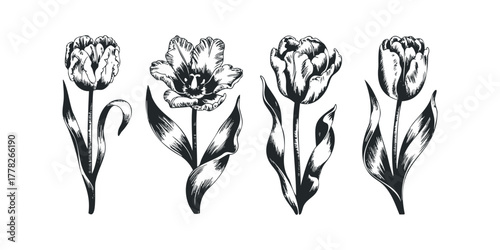 Black and White Line Drawing of Four Tulips