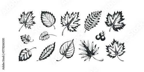 Collection of Diverse Hand Drawn Autumn Leaves and Berries