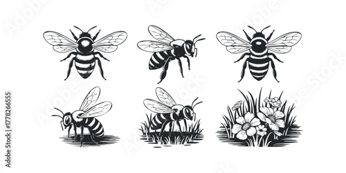 Six Black and White Illustrations of Bees and Flowers