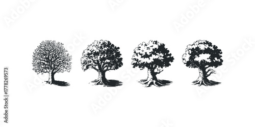 Four distinct oak trees in a line