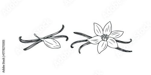 Hand Drawn Vanilla Pods and Flower Outline