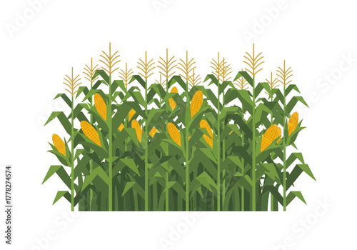 Illustration of mature corn stalks with yellow ears of corn against a white background