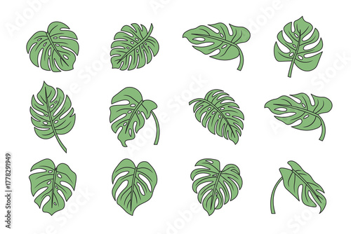 Monstera Leaf Illustration Collection – Tropical Green Leaves Set on White Background