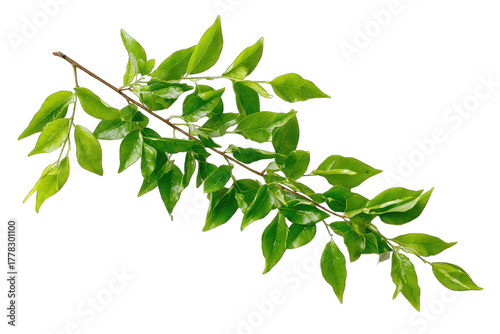 Close-up of a branch with vibrant green leaves
