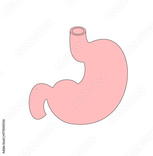 Human Stomach Anatomy: Digestive System Illustration