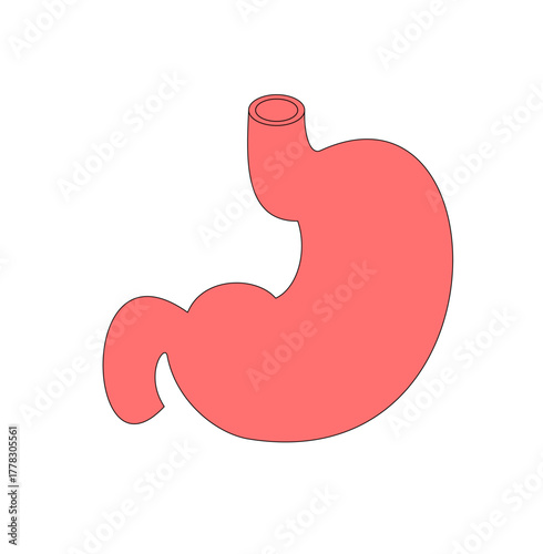 Human Stomach: Anatomical Illustration for Medical Education