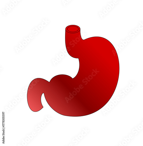 Red Stomach Anatomy Illustration