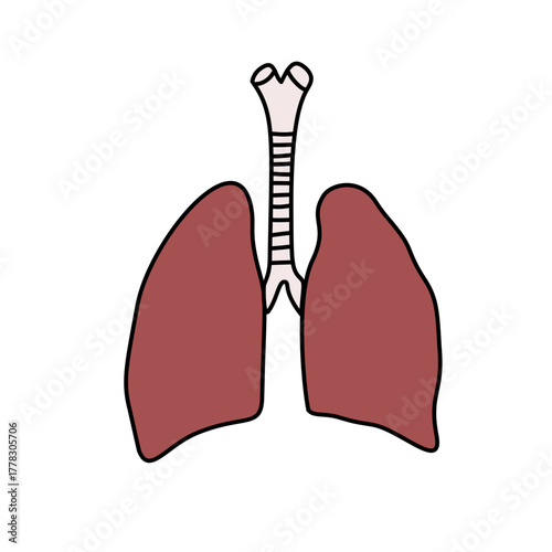 Lungs and Trachea: Anatomical Illustration