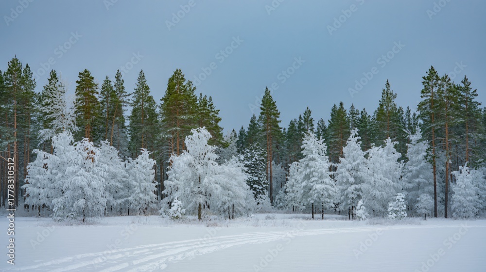 Fototapeta premium Serene snow covered pine forest with fresh tracks in winter landscape
