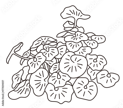 外構・庭植栽のベクターイラスト