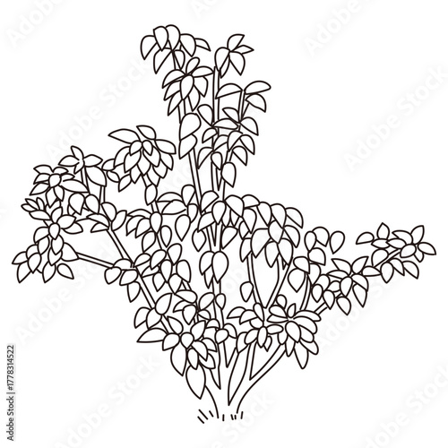 外構・庭植栽のベクターイラスト