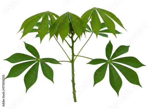 Vibrant green cassava plant showing its distinctive palmate leaves