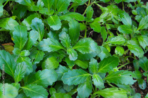 Wallpaper Mural Green leaves of Ajuga boninsimae plant Torontodigital.ca