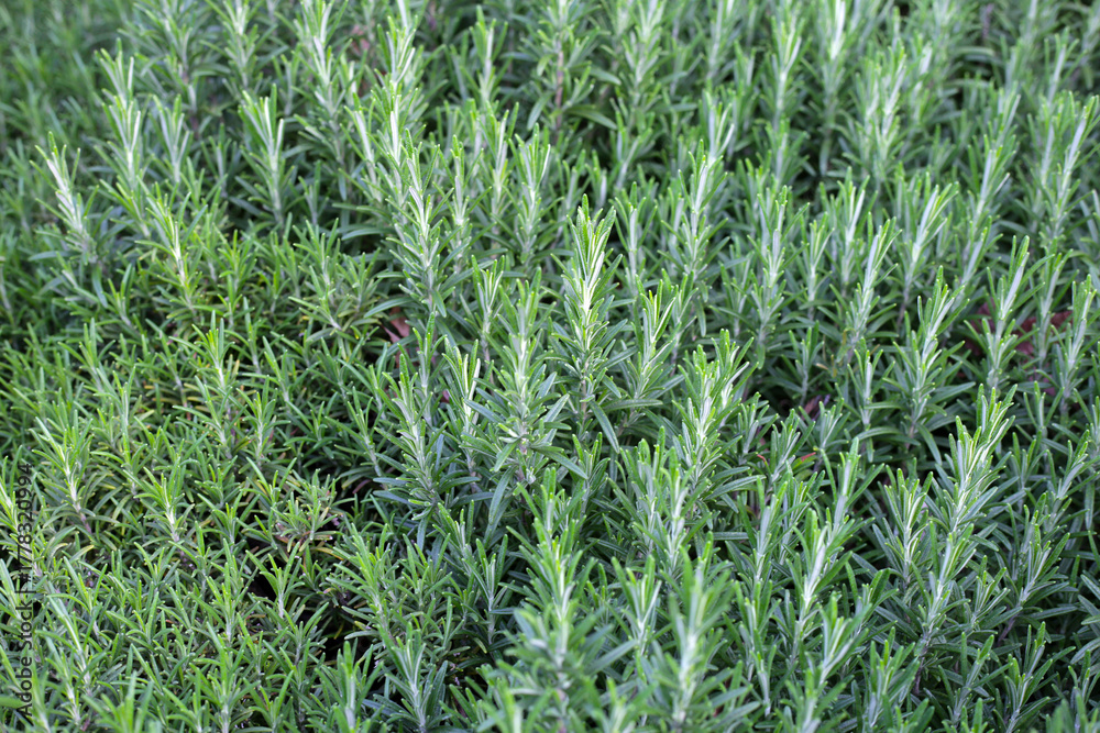 Obraz premium Rosemary plant, Fresh herb in the garden