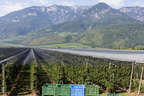 Protected apple trees under a taut net