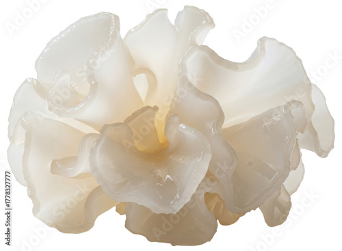 Fresh white fungus, also known as snow fungus or tremella fuciformis, for culinary use