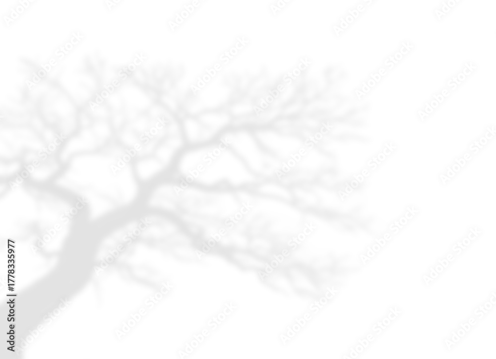Fototapeta premium Decorative Floral Corner and Branch Shadow Overlay