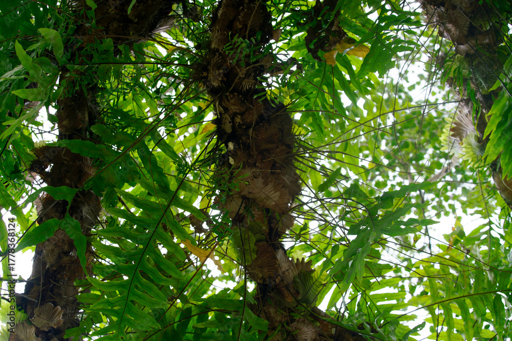 Fototapeta premium Lush Green Foliage with Ferns and Tropical Plants in Rainforest Canopy