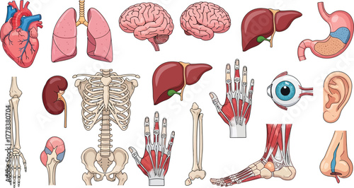 Illustration showcasing various human organs including the heart brain and skeletal system
