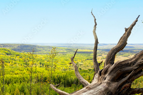 Rural summer landscape, view from the top of the hill through the root of the fallen tree to the vast forested area under the blue sky. Bear Mountain Wind Park, Dawson Creek, BC, Canada.